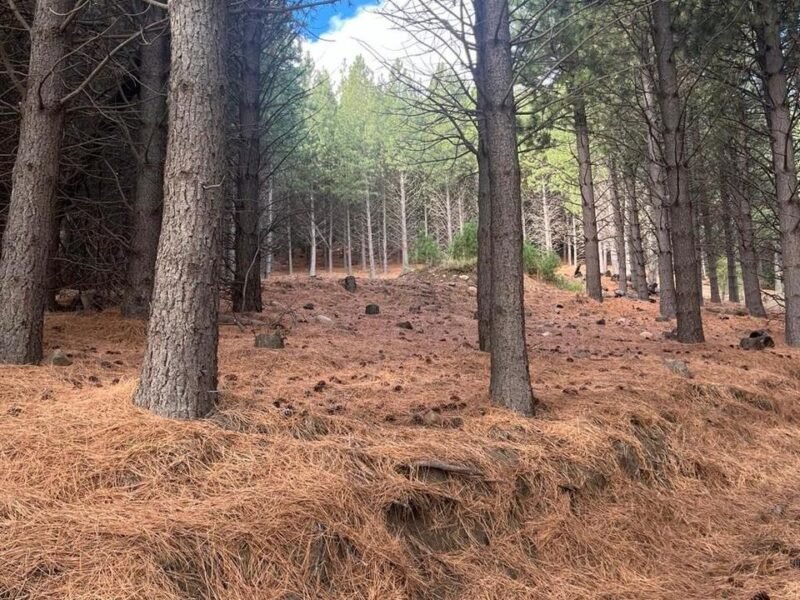 Terreno en Chapelco Golf & Resort