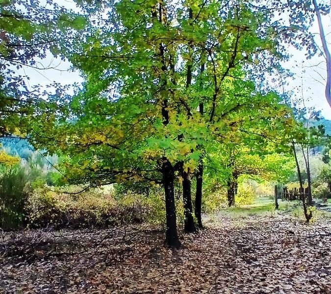 CHACRA